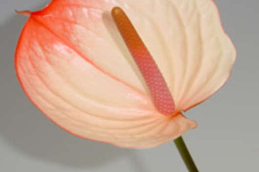 Anthuriums, Large-Peach (Maxima)