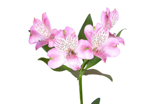 Alstroemeria, Pink