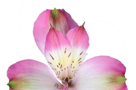 Alstroemeria,Cupido