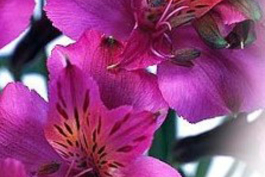 Alstroemeria-hot pink