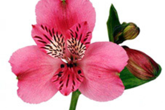 Alstroemeria-pink
