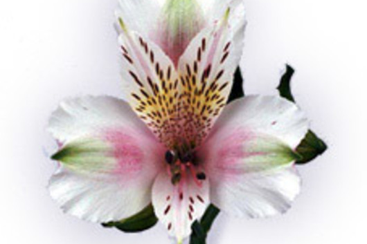 Alstroemeria-pink & white