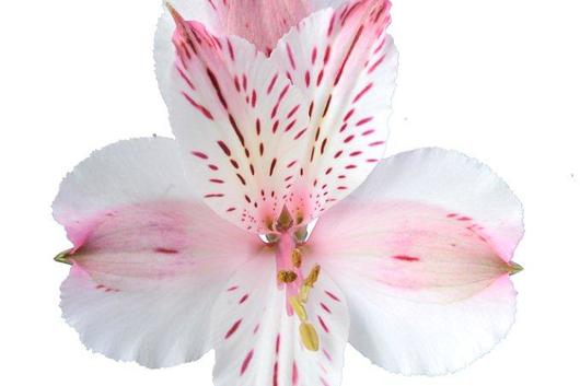 Alstroemeria,PinkDiam