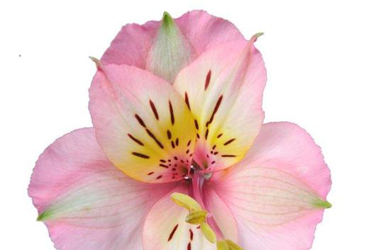 Alstroemeria,PinkRosi