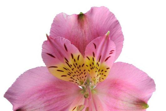 Alstroemeria,Toscana