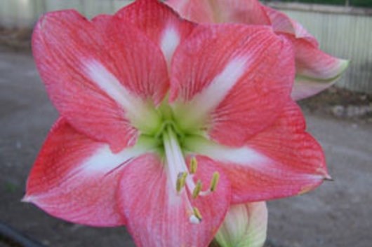 Amaryllis-pink/white variegated