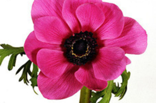 Anemones-pink