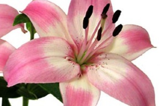 Asiatic Lily-light pink