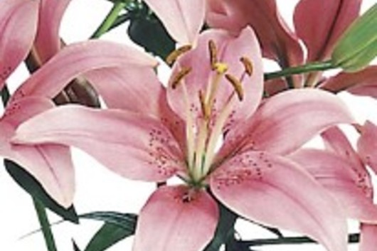 Asiatic Lily-mauve