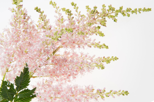 Astilbe, Pink