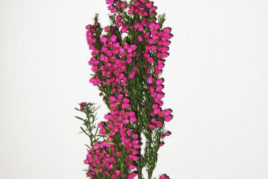 Boronia-hot pink