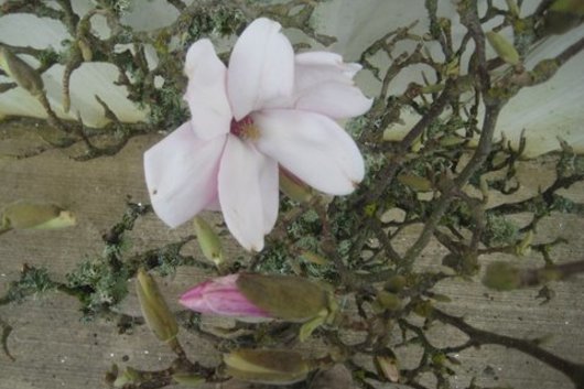 Branch, Japanese Magnolia