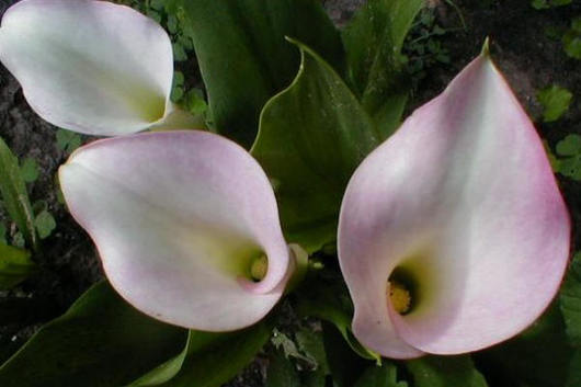 Callas, MiniChrystalBlush