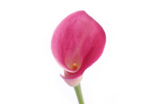 Calla Lily, Pink