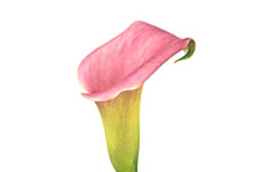 Callas,mini light pink