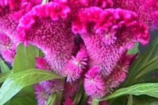 Celosia, Bombay-hot pink