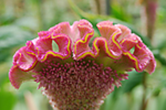 Celosia, Bombay-pink