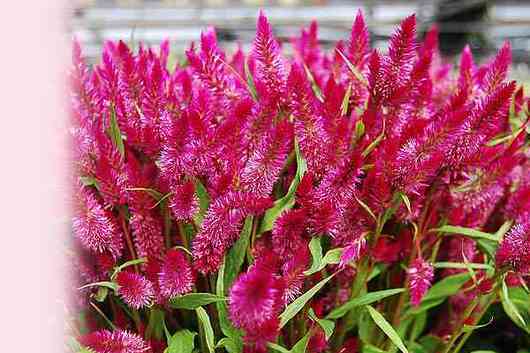 Celosia, Plumosa-hot pink