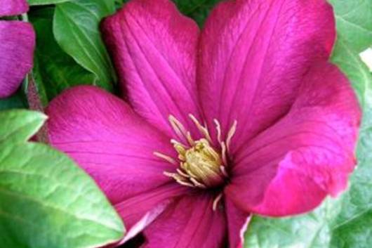 Clematis-fuschia