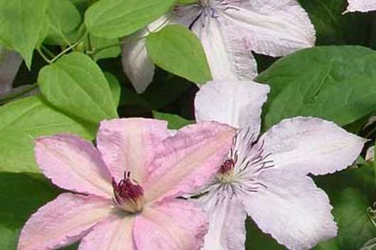 Clematis-pink