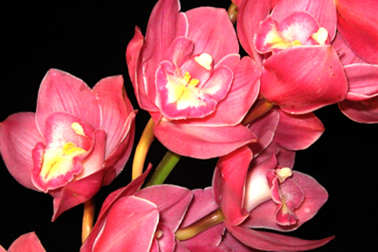 Cymbidium Orchid Sprays, mini-pink