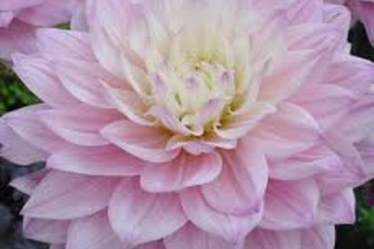 Dahlias, field-blush