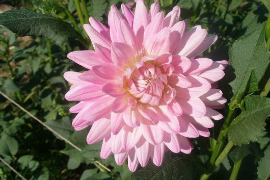 Dahlias, field-light pink