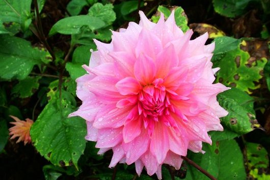 Dahlias, field-pink