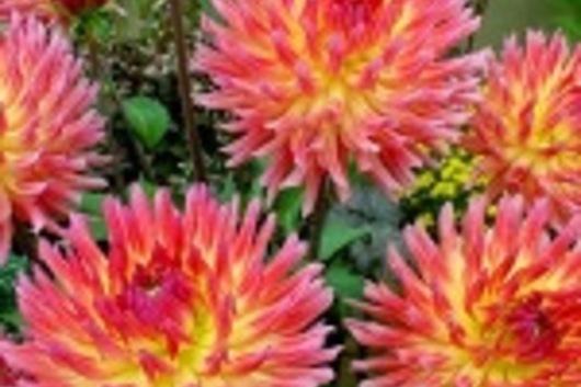 Dahlias, field-pink with yellow