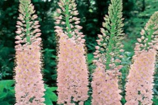 Eremurus-pink