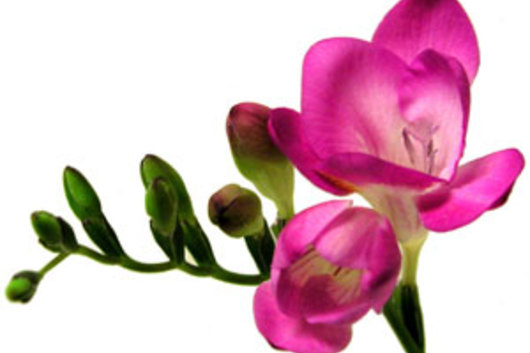 Freesia-hot pink