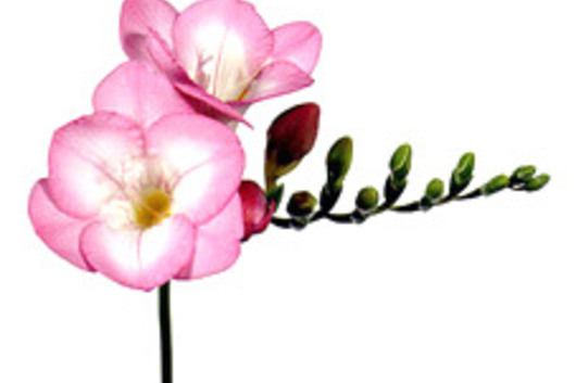 Freesia-light pink