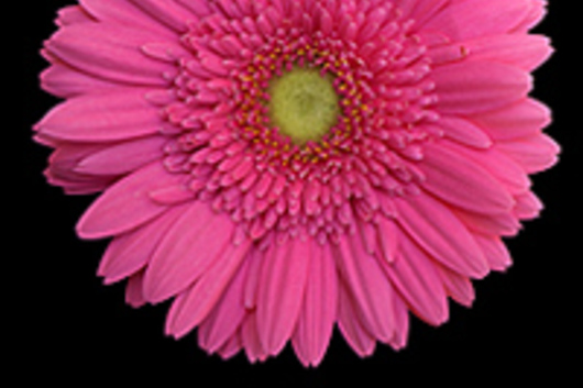 Gerberas-hot pink (Banessa)