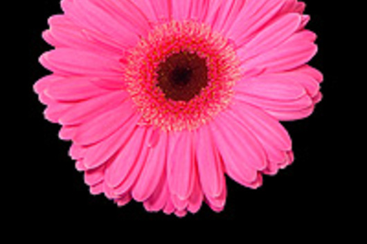 Gerberas-hot pink (Brittani)