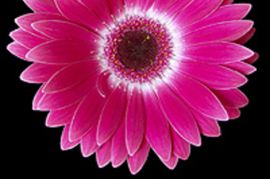 Gerberas-hot pink (Corazon)