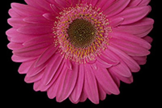 Gerberas-hot pink (Fiorella)