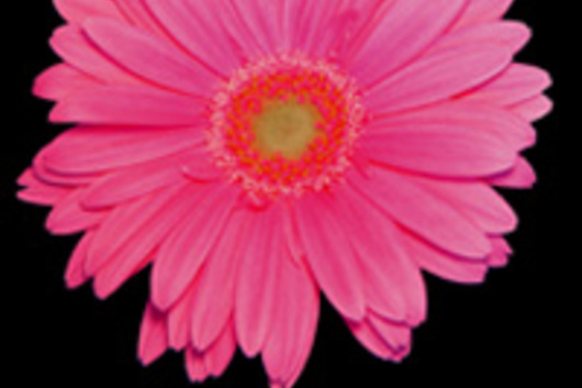 Gerberas-hot pink (Grandiva)