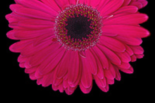 Gerberas-hot pink (Malibu)