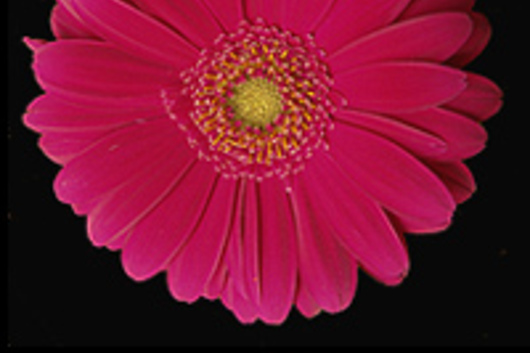 Gerberas-hot pink (Maya)