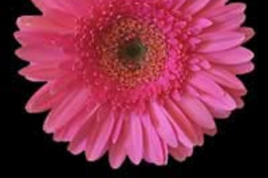 Gerberas-hot pink (Olila)