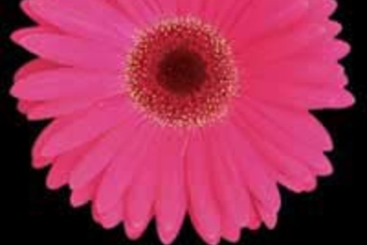 Gerberas-hot pink (Serena)