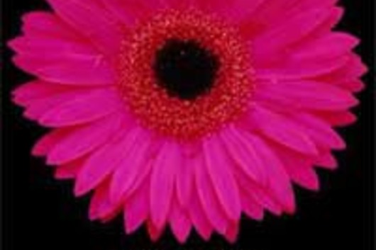 Gerberas-hot pink(Temptation)