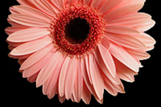 Gerberas-light pink Bonbons