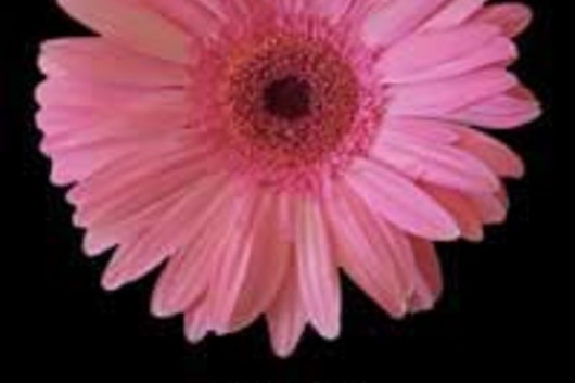 Gerberas-pink