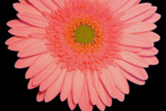 Gerberas-pink (Delion)