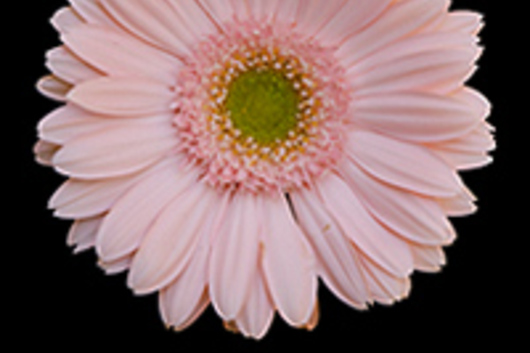 Gerberas-pink (Dolce Vita)