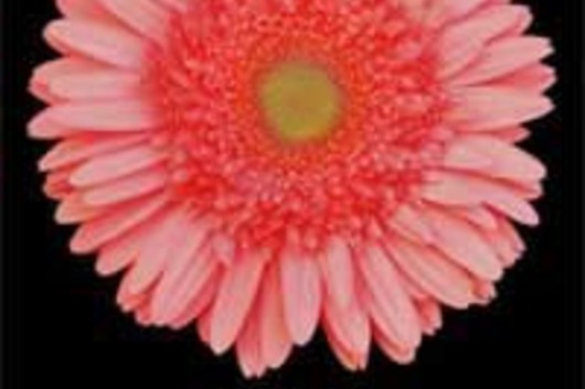 Gerberas-pink (Esmara)