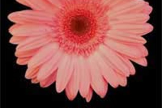 Gerberas-pink (Grizzly)