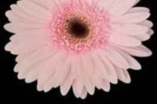 Gerberas-pink (Marmara)