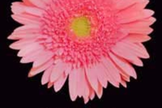 Gerberas-pink (Pink Elegance)